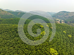 Aerial view rubber tree (Hevea Brasiliensis) plantation on mountain in NorthThailand