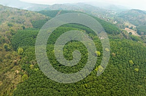 Aerial view rubber tree (Hevea Brasiliensis) plantation on mountain in Thailand
