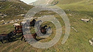 Aerial view running wild horse herd grazing on green grass at mountain stone sunny natural landscape