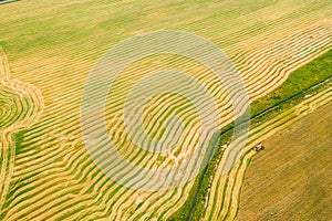 Aerial View Of Rural Landscape. Combine Harvester Working In Field, Collects Seeds. Harvesting Of Wheat In Late Summer