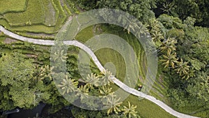 Aerial view of rural road in Bali, Indonesia. Rice field and palm tree along the curved road.