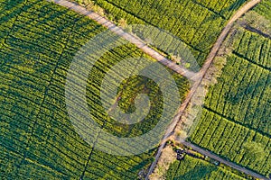 Aerial view of rural road in green corn field