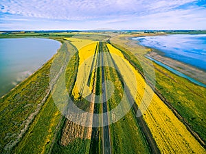 Aerial view of rural road passing through vivid yellow canola fields between two lakes.