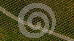 Aerial view of Saint Emilion vineyard in autumn, France