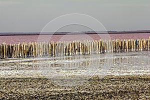 Aerial view of the salt lake Sasyk-Sivash during flowering. Evpatoria, Crimea