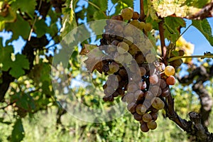 Aerial view on Sauternes village and vineyards, making of sweet dessert Sauternes wines from Semillon grapes affected by Botrytis