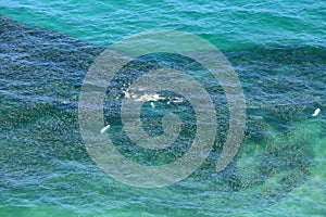 Aerial view of a school of bait fish