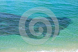 Aerial view of a school of bait fish