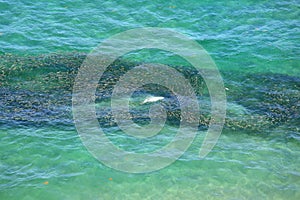 Aerial view of a school of bait fish