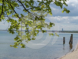 Aerial view of sea waves breaking sandy beach behind tree branches