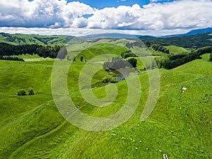 Aerial view sheep farm hill, Rotorua, New Zealand
