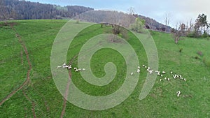 Aerial view of sheep on a green farmland in the mountains.