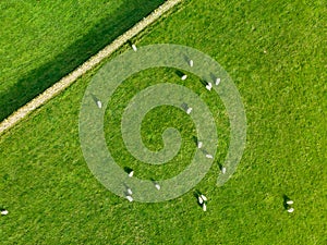 Aerial view of sheep marked with colorful dye grazing in green pastures. Adult sheep and baby lambs feeding in lush meadows of
