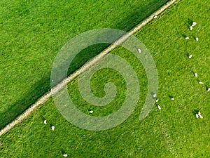 Aerial view of sheep marked with colorful dye grazing in green pastures. Adult sheep and baby lambs feeding in lush meadows of