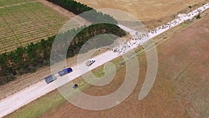 Aerial view of sheep on outback road.