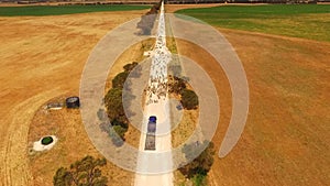 Aerial view of sheep on outback road.