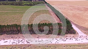 Aerial view of sheep on outback road.