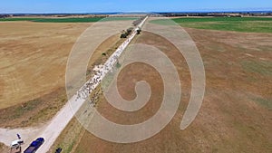 Aerial view of sheep on outback road.