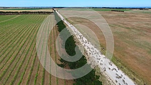 Aerial view of sheep on outback road.