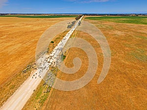 Aerial view of sheep on outback road