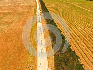 Aerial view of sheep on outback road
