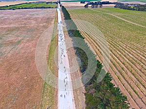 Aerial view of sheep on outback road