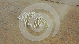 Aerial view, sheep running and farm, field or countryside in nature, agriculture or dust. Drone, animals and flock of