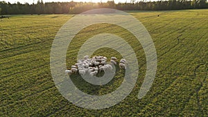 Aerial view of sheeps on the field with sunset. Flock of sheep grazing in meadow