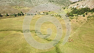 Aerial view of shepherds with dogs gathering a herd of cows and calves grazing in a field in the mountains