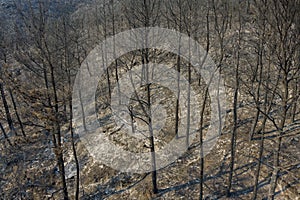 Aerial view shows a burnt area after a fire in Evros prefecture in northern Greece