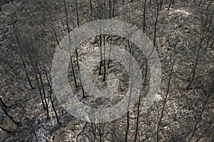 Aerial view shows a burnt area after a fire in Evros prefecture in northern Greece