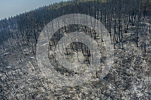 Aerial view shows a burnt area after a fire in Evros prefecture in northern Greece
