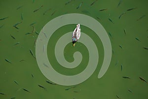 Aerial view of single duck swimming along with fishes in the water