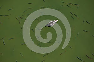 Aerial view of single duck swimming along with fishes in the water