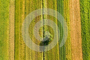 Aerial view of a single tree growing lonely on green agricultural fields in spring with fresh vegetation after seeding season on a