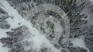Aerial view of a skier moving through a forest among pine trees. Birds Eye View Above White Powder Snow - Winter Sports.