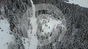 Aerial view of a skier moving through a forest among pine trees. Birds Eye View Above White Powder Snow - Winter Sports.