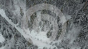 Aerial view of a skier moving through a forest among pine trees. Birds Eye View Above White Powder Snow - Winter Sports