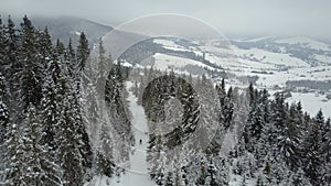 Aerial view of a skier moving through a forest among pine trees. Birds Eye View Above White Powder Snow - Winter Sports.