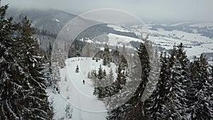 Aerial view of a skier moving through a forest among pine trees. Birds Eye View Above White Powder Snow - Winter Sports