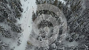 Aerial view of skiers moving through a forest among pine trees. Birds Eye View Above White Powder Snow - Winter Sports.