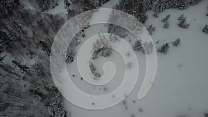 Aerial view of skiers moving through a forest among pine trees. Birds Eye View Above White Powder Snow - Winter Sports.