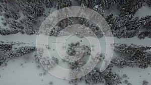 Aerial view of skiers moving through a forest among pine trees. Birds Eye View Above White Powder Snow - Winter Sports.