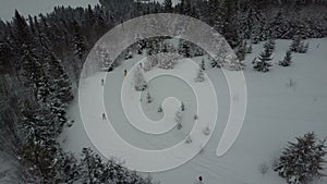 Aerial view of skiers moving through a forest among pine trees. Birds Eye View Above White Powder Snow - Winter Sports.