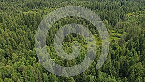 Aerial view of small clearance with low shrubs surrounded by mostly coniferous mountain forest. Location under High Tatras