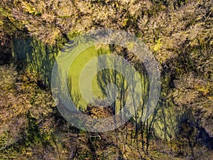 Aerial view of a small forest marsh, on an autumn sunny day