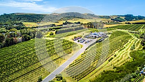 Aerial view on a small vineyard with green hills on the background. Waiheke Island, Auckland, New Zealand.
