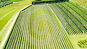 Aerial view on a small vineyard with green hills on the background. Waiheke Island, Auckland, New Zealand.