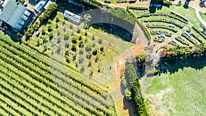 Aerial view on a small vineyard. Waiheke Island, Auckland, New Zealand.