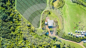 Aerial view on a small vineyard. Waiheke Island, Auckland, New Zealand.